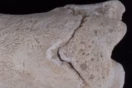 Còi xương 3.300 tuổi hé lộ bí ẩn về lực lượng canh giữ cổ đại