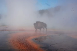 Bò rừng bị luộc chết tại suối nước nóng Yellowstone gây sốc