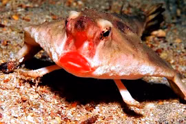 Cận cảnh loài cá cực lạ có môi đỏ chót, mặt cáu kỉnh dễ sợ