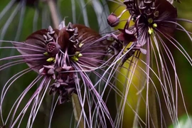 Cây hoa lạ, râu dài chấm đất bất ngờ xuất hiện ở Việt Nam