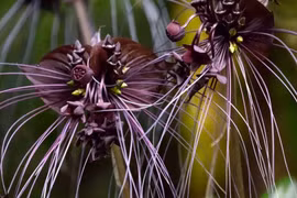 Cây hoa lạ, râu dài chấm đất bất ngờ xuất hiện ở Việt Nam