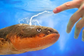 Trình làng loại pin độc đáo lấy cảm hứng từ cá chình điện 