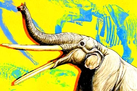 Phát hiện "nhà trẻ" voi cổ đại trên bãi biển Tây Ban Nha