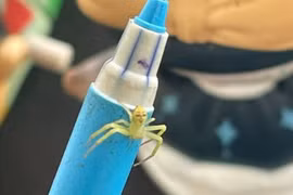 Nhện mặt người xuất hiện, ám ảnh người đi đường 