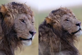 'Nam thần sư tử' bờm xoăn gây bão mạng, đẹp hơn cả linh thú Hy Lạp 