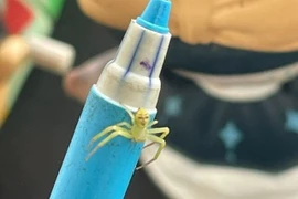 Nhện mặt người xuất hiện, ám ảnh người đi đường 