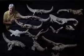 Người Neanderthal thu thập nhiều hộp sọ có sừng trong hang động 