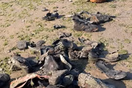 Hàng trăm đôi giày da cổ đại trôi dạt vào bãi biển Anh