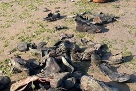 Hàng trăm đôi giày da cổ đại trôi dạt vào bãi biển Anh