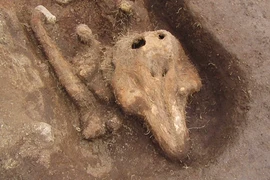 Kinh ngạc hài cốt cá heo trong ngôi mộ cổ 