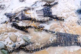 Giỏ cá 600 tuổi bỗng trồi lên mặt nước, ngư dân sững sờ