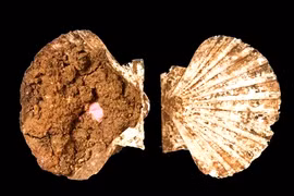 Sửng sốt hộp trang điểm La Mã cổ đại chế tác từ vỏ sò điệp