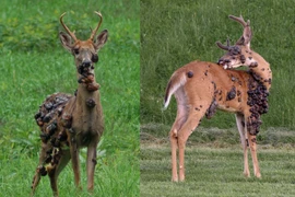 "Hươu địa ngục" chi chít khối u gây ám ảnh dân Mỹ