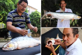 "Cá ma" sông Mê Kông tái xuất thần kỳ sau 20 năm vắng bóng