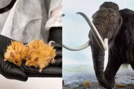 Xôn xao chuột len biến đổi gen có điểm hệt voi ma mút 