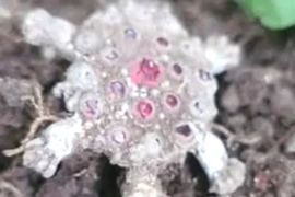 Tìm thấy chiếc trâm vàng hình mai rùa độc lạ Thời Trung Cổ