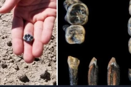 Răng cổ 2,8 triệu năm bằng chứng mới về sự tiến hóa của loài người