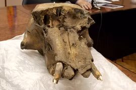 Hộp sọ voi ma mút chứa vật lạ lùng gây sốc giới khảo cổ