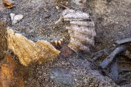 Chấn động hài cốt phụ nữ Viking được chôn cất trong vỏ sò che kín miệng 