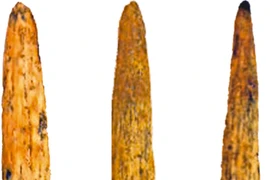 Vũ khí tinh xảo 80.000 năm tuổi của người Neanderthal