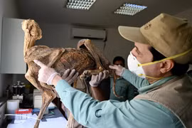 7 xác ướp báo săn nguyên vẹn trong hang động gây sốc giới khảo cổ