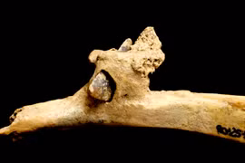 Mũi tên đá lửa 4.000 năm hé lộ vụ sát hại kinh hoàng thời tiền sử