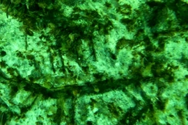 Soi chi tiết tác phẩm chạm khắc trên đá 12.000 năm dưới đập nước 