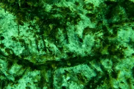 Soi chi tiết tác phẩm chạm khắc trên đá 12.000 năm dưới đập nước 