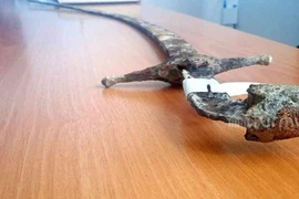 Thanh kiếm lưỡi cong 'cắt giáp cực bén' khiến quân địch kinh hãi