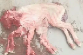 Tận mục con cừu tám chân kỳ dị 