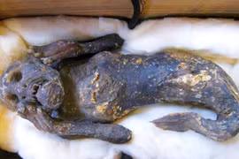 Xác ướp nàng tiên cá 300 năm tuổi có linh thiêng như lời đồn?