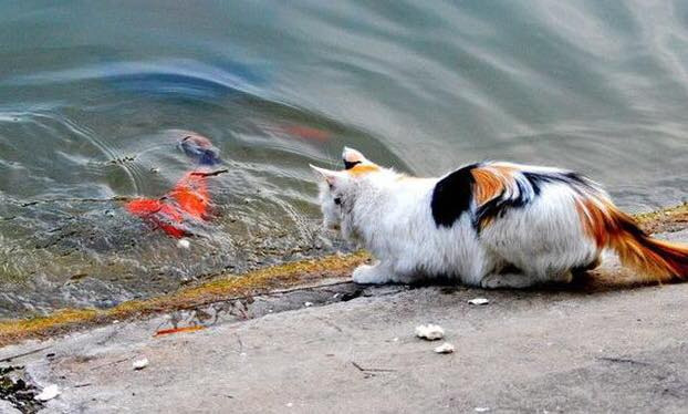 Cứ nghĩ rằng thả cá xuống hồ rồi là an toàn ư...