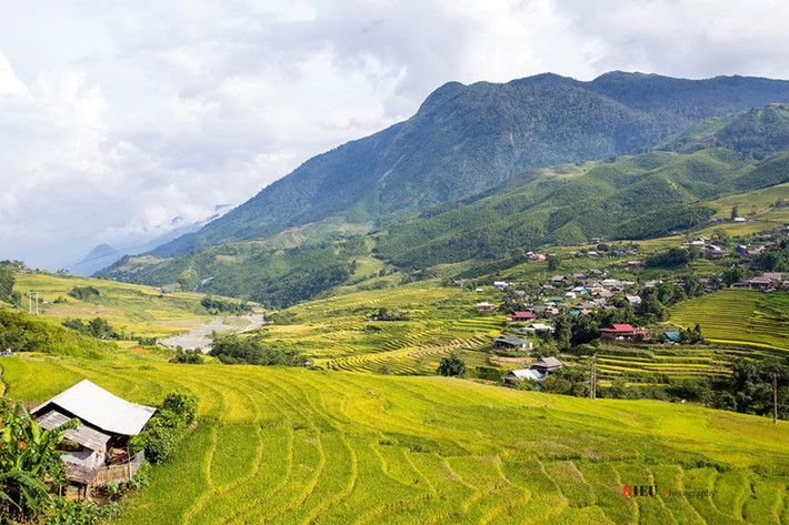 Mùa lúa chín, những thửa ruộng bậc thang chuyển màu vàng óng càng khiến cho du khách yêu mến vẻ đẹp bình yên và trù phú của nơi đây. Ảnh: Trần Trung Hiếu