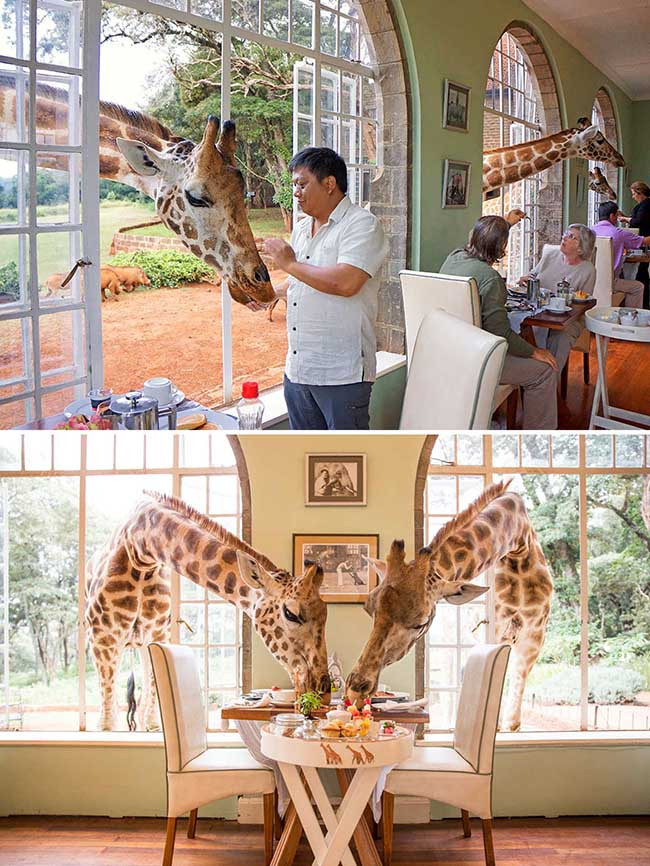 Chia sẻ bữa sáng với một con hươu cao cổ ở Manor, Langata, Kenya.
