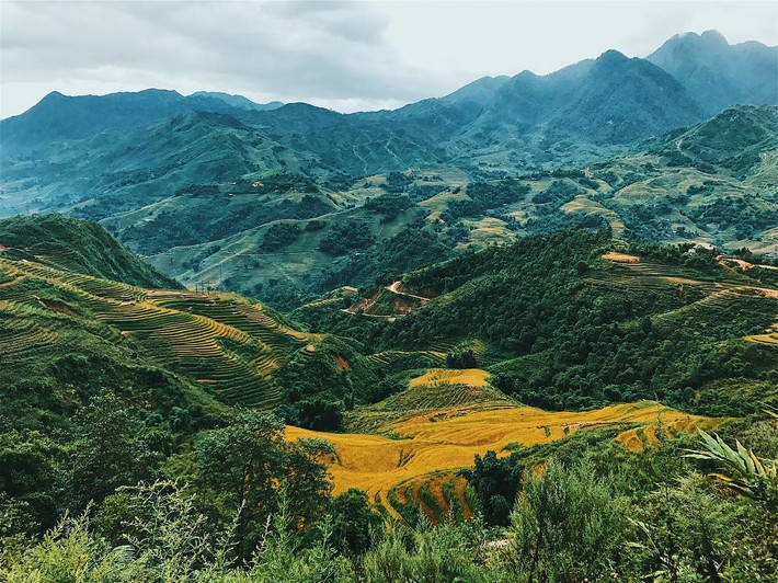 Mùa lúa chín Sapa mang một vẻ đẹp nhẹ nhàng, tinh tế, một vẻ đẹp bình yên khiến ai cũng phải nín lặng để thưởng thức. Từ đầu tháng 9 chính là thời điểm Sapa thay áo với chiếc áo màu vàng rực rỡ