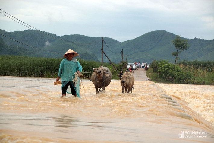 Trong đó có những nông dân đi làm ruộng chỉ cách nhà chưa đầy nửa cây số. Thay vì mất mấy giờ đồng hồ dong trâu đi đường vòng, họ vẫn cố vượt suối bất chấp nguy hiểm. Ảnh: Đào Thọ