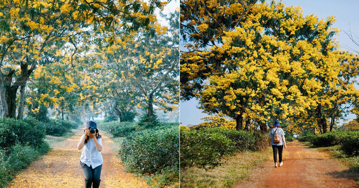 Gia Lai những ngày sang thu, hoa muồng hoàng yến nở rộ khiến cả còn đường trải một màu vàng rực rỡ, bắt đầu cho những mùa hoa dại đẹp của phố núi Gia Lai