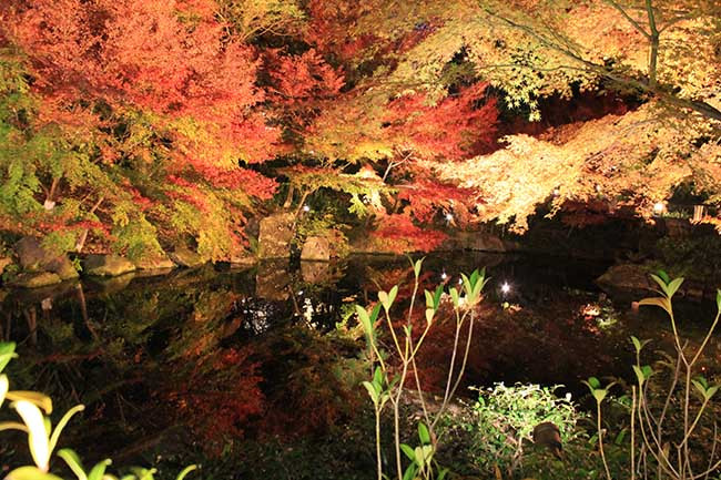Tokugawa-en (Tokugawa Garden) là một khu vườn truyền thống của Nhật Bản từng được sử dụng như một biệt thự nghỉ hưu cho các lãnh chúa địa phương. Tokugawa-en đã bị phá hủy trong Thế chiến II và mở cửa trở lại như một khu vườn công cộng vào năm 2004. Khu vườn là một trong những nơi nổi tiếng nhất ở Nagoya khi bước vào mùa thu đầy màu sắc.