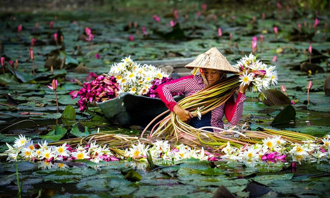 Chèo xuồng đi hái bông điên điển, hái bông súng: Vào mùa nước nổi miền Tây, bông điên điển mọc nhiều ven các bờ kênh, sát mép sông, vàng rực cả một góc trời. Chỉ cần cập xuồng vào gần bờ, rung vài cái là bông điên điển rụng xuống. Ngoài ra, một loài hoa khác cũng hấp dẫn không kém đó là bông súng đồng. Khắp mặt nước, đâu đâu cũng thấy hàng trăm bông súng tím, trắng khoe sắc.