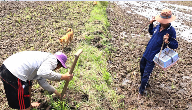 Săn chuột đồng: Mùa nước nổi miền Tây tràn bờ, lũ chuột sẽ chạy tán loạn tìm nơi ẩn náu. Chúng thường chọn các ụ đất cao, bụi rậm, ngọn cây…miễn là nước không lan tới. Người nông dân đoán và chỉ việc đến nơi nhiều chuột để săn. Có nhiều cách bắt chuột đồng, như dùng cho săn, dùng xẻng đào hang, đặt ống trúm, dùng ná bắn, hun khói vào hang…