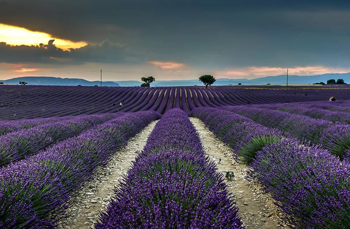 Hằng năm Provence - Pháp thu hút hàng triệu triệu lượt khách từ khắp nơi trên thế giới tìm đến để tận mắt chiêm ngưỡng loài hoa tím xinh đẹp này giữa không gian miền đồng quê yên ả và thanh bình. Đây còn là địa điểm vô cùng lý tưởng cho các cặp đôi đến để nghỉ dưỡng, hẹn hò cũng như chụp ảnh cưới.