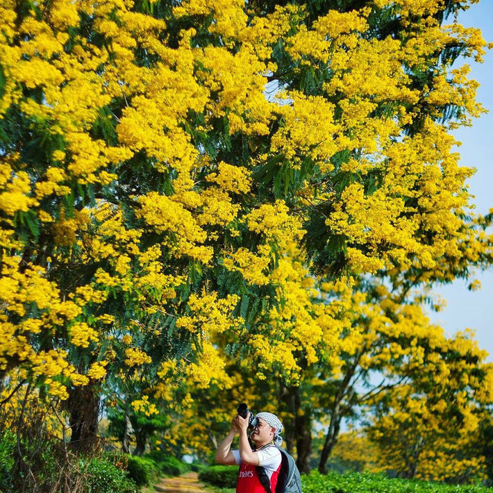 Hoa muồng (Gia Lai, Tây Nguyên): Miền đất đỏ Tây Nguyên bỗng trở nên thơ mộng trong những ngày thu bởi hoa muồng tuyệt đẹp. Hoa muồng nở rộ khắp triền núi vào độ tháng 10, khoe sắc vàng rực, mang vẻ đẹp vừa thơ mộng vừa hùng vỹ giữa Tây Nguyên nắng gió.