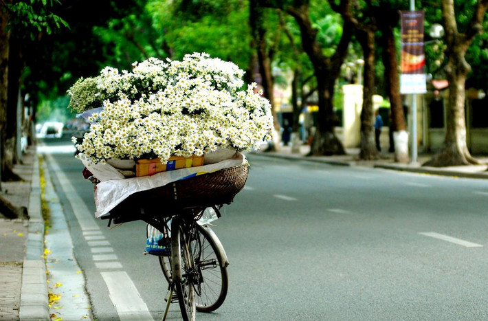 Người Hà Nội có lẽ rất thân thuộc với hình ảnh những chiếc xe đạp chở thúng hoa đủ màu, trong đó thấp thoáng những bó cúc họa mi nghiêng mình khoe sắc. Thời điểm cúc họa mi nở trắng đồng, giới trẻ Hà thành lại rủ nhau đến bãi đá sông Hồng, vườn hoa Nhật Tân, đồng hoa Quảng An... để chụp ảnh bên sắc hoa tinh khôi.