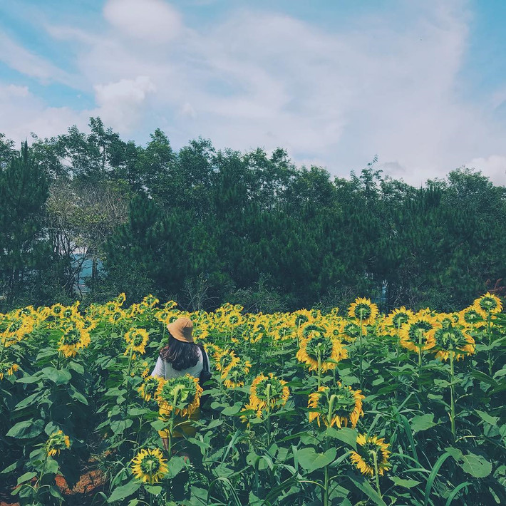 Giữa mảnh đất miền Trung khô cằn xuất hiện cánh đồng hoa rực rỡ bên dòng sông Sào thơ mộng, tạo nên bức tranh thiên nhiên hoàn mỹ.