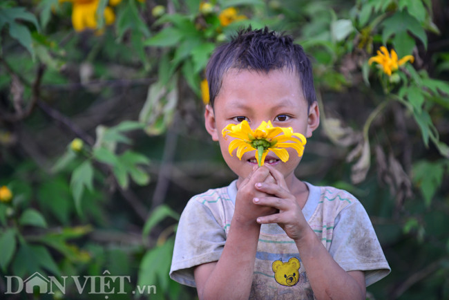 Ở Mộc Châu, dã quỳ mọc hoang khắp núi đồi, người dân mang về trồng làm hàng rào. Dã quỳ cứ thế lẳng lặng sống qua 3 mùa xuân, hạ rồi thu.