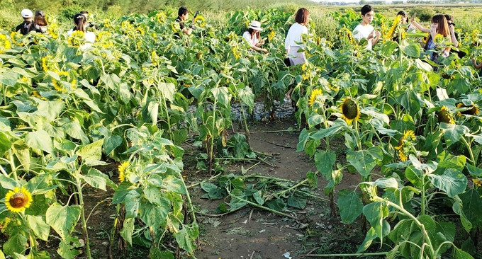 Một số khoảng vườn bị tan hoang với nhiều cây hoa bị dẫm đạp, gãy đổ.