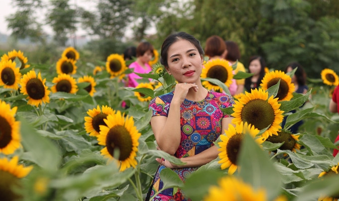 Chị Lê Linh (quận Hải An, Hải Phòng) cho biết, cảnh sắc của công viên rất đẹp, không chỉ có hoa hướng dương mà còn có nhiều loài hoa khác cùng nở. "Những bông hoa kích cỡ lớn, đẹp không thua kém gì cánh đồng hoa hướng dương ở Nghệ An", chị Linh nói.