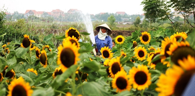 Do thời tiết khô hanh, hoa hướng dương rất dễ bị héo nên các công nhân chăm sóc hoa cẩn thận mỗi ngày.