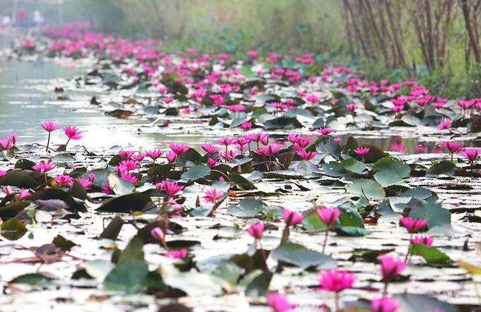 Nhưng hãy lưu ý hoa súng thường sẽ nở vào sáng sớm khi sương vẫn giăng kín cả núi non Chùa Hương và khép bầu hoa lại khi nắng trưa bắt đầu gay gắt. Thế nên nếu muốn thưởng hoa hay chụp ảnh, bạn nên đi thật sớm để kịp đi vãn cảnh trong tầm 7 đến 9 giờ. Lúc đó trời mát và hoa nở to.