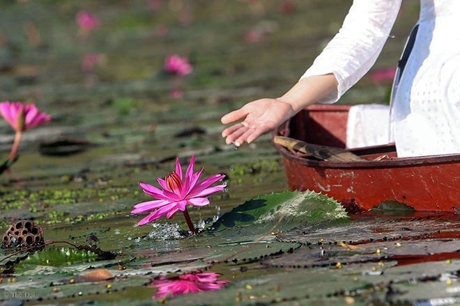 Nếu ai trót say những khung cảnh như bức tranh thủy mặc bình yên thì chắn chắn phải đến chùa Hương mùa hoa súng để một lần để lưu lại chút nhớ thương.